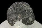 Bargain, Pedinopariops Trilobite - Mrakib, Morocco #138089-4